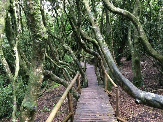 pasarelas entre el bosque